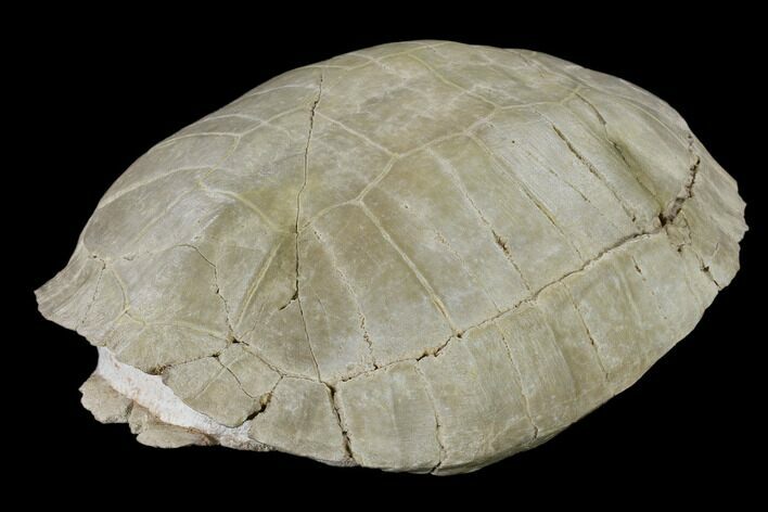 Fossil Tortoise (Testudo) - South Dakota #115065